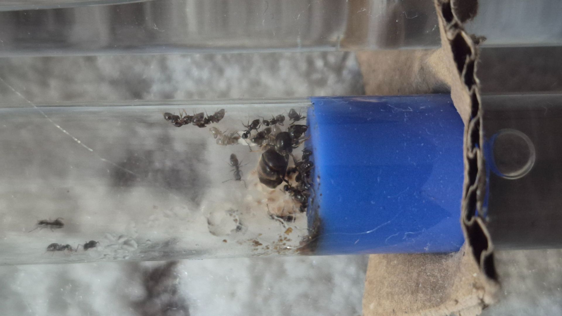 Муравьи lasius nager