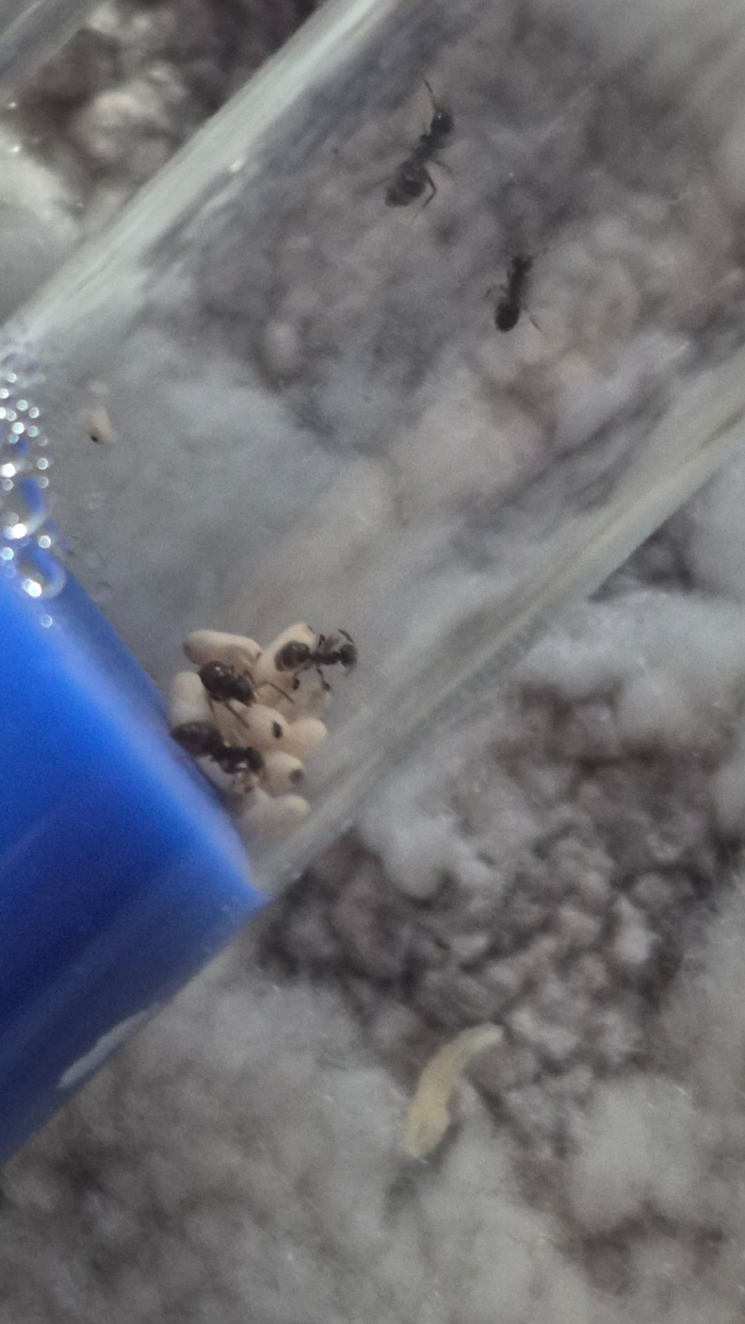 Муравьи lasius nager