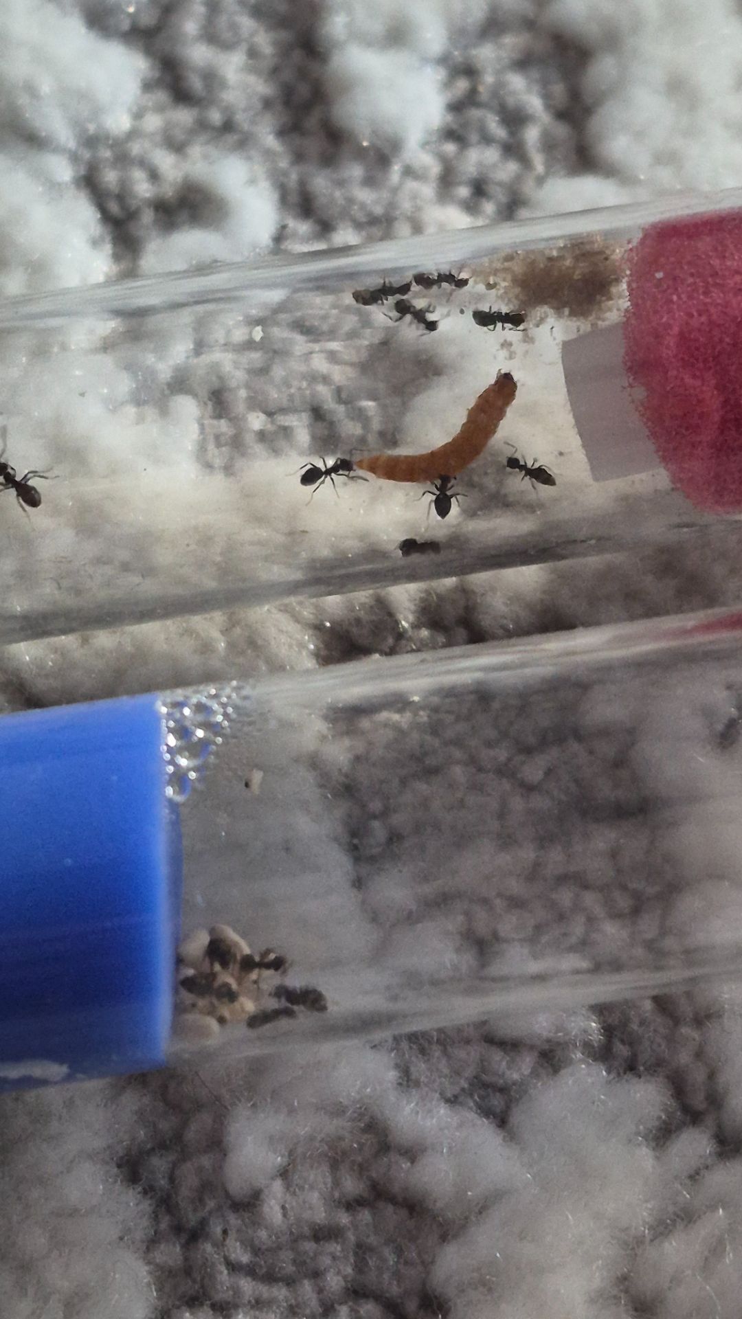 Муравьи lasius nager