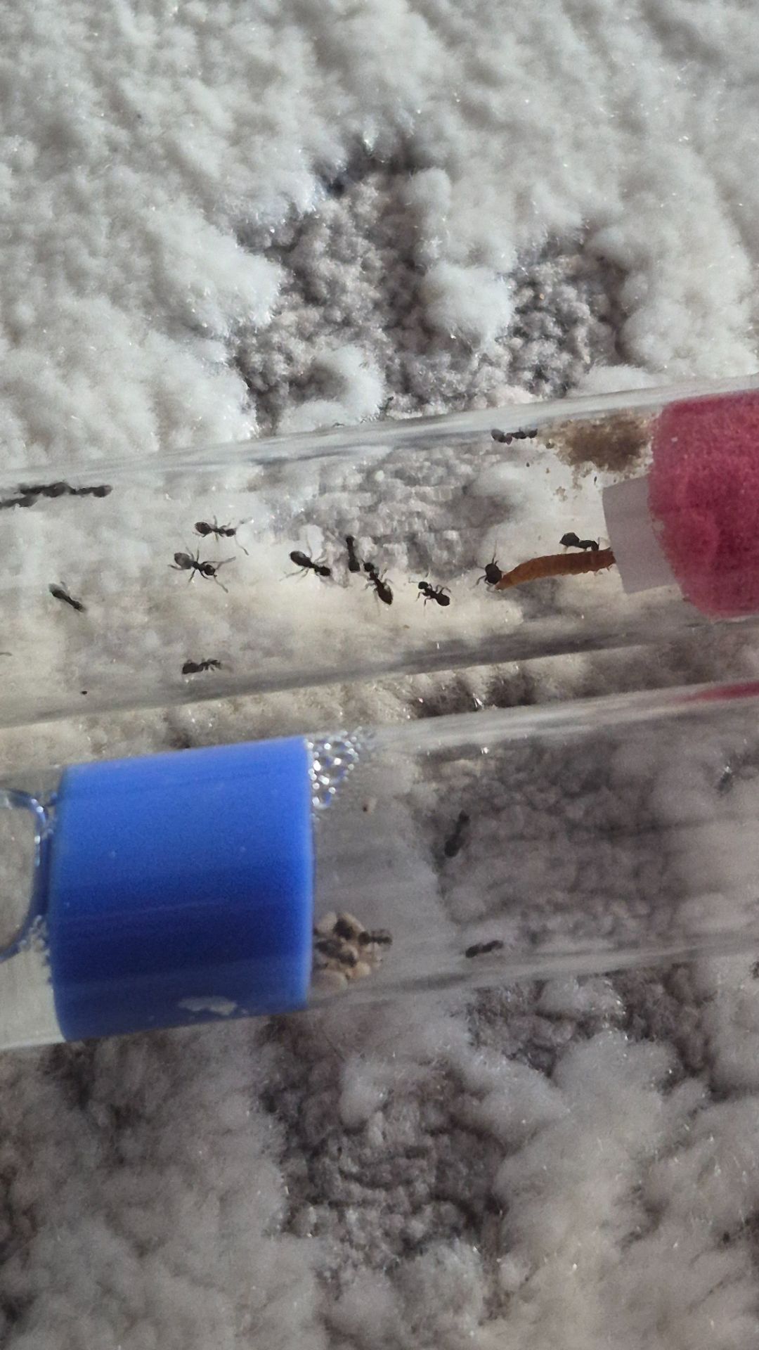 Муравьи lasius nager