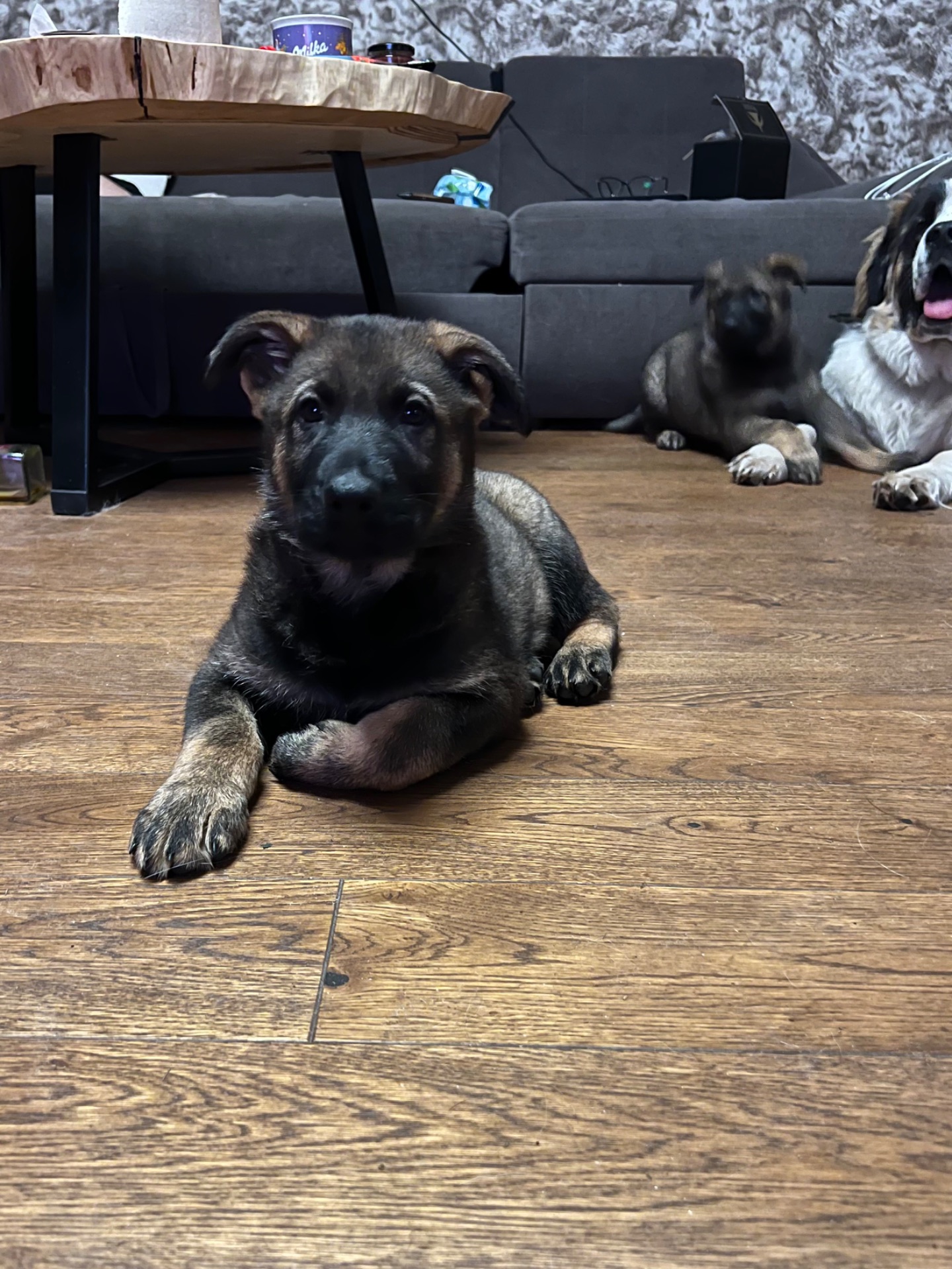 Дівчинка німецької вівчарки