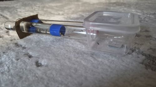 Муравьи lasius nager