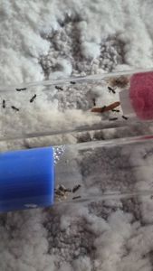 Муравьи lasius nager