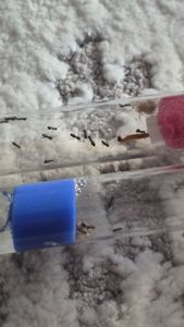 Муравьи lasius nager