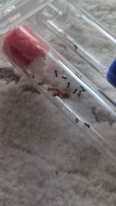 Муравьи lasius nager