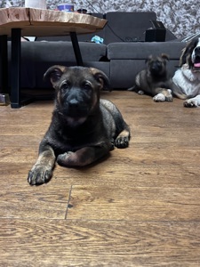 Дівчинка німецької вівчарки