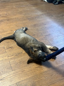 Дівчинка німецької вівчарки