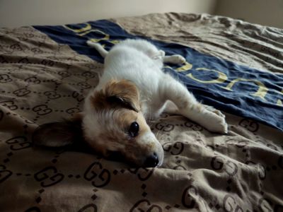 Дівчинка пуховичок