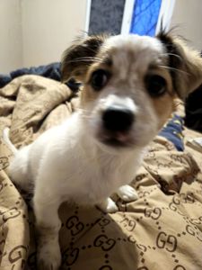 Дівчинка пуховичок