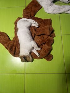 Дівчинка пуховичок