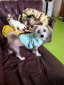 Дівчинка пуховичок