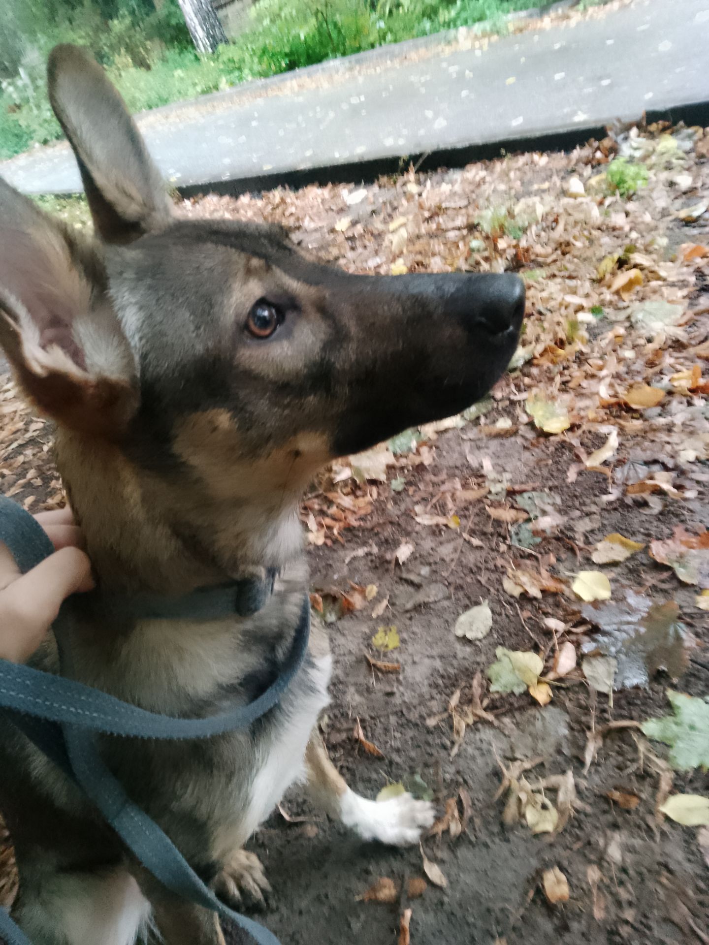 Ищу добрую и заботливую семью для Леси щенок девочка 9 месяцев срочно