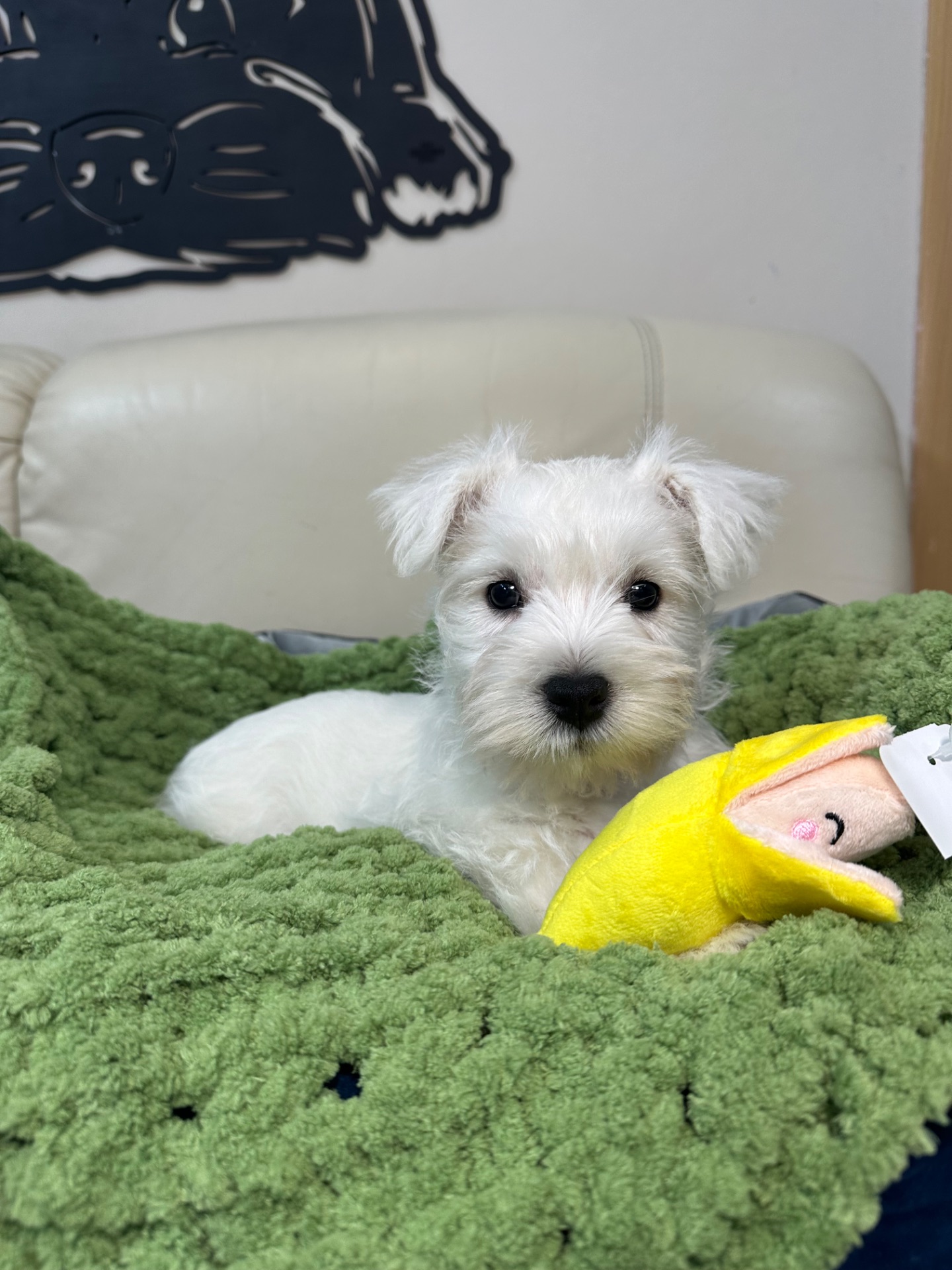 West highland white terrier цуценята