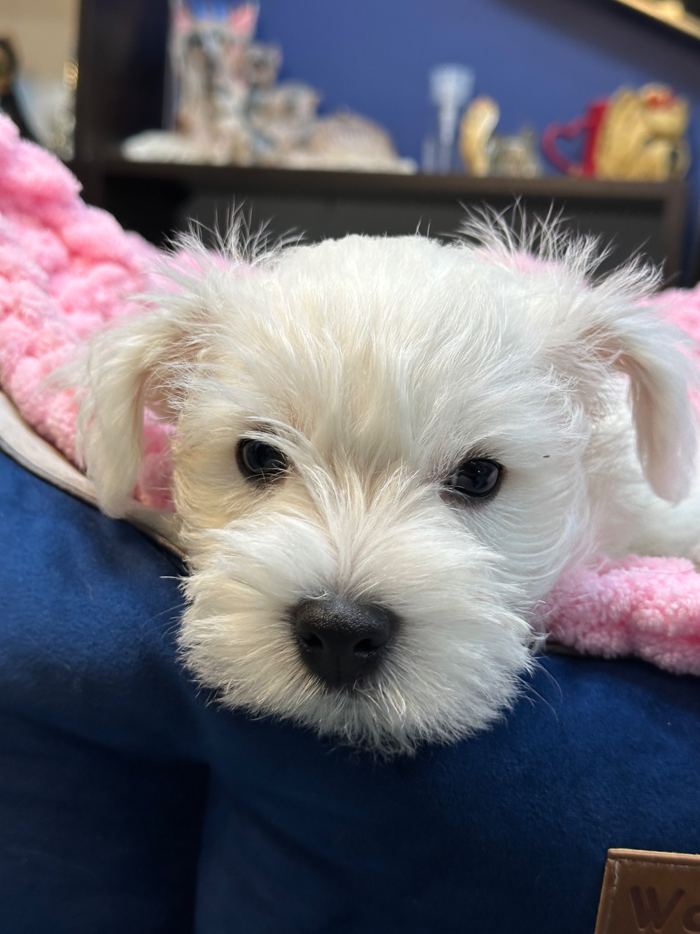 West highland white terrier цуценята