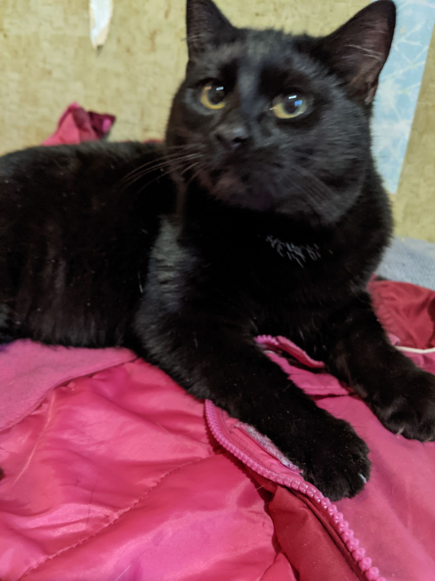 Ищу дом для Шеви 5 месяцев очень срочно