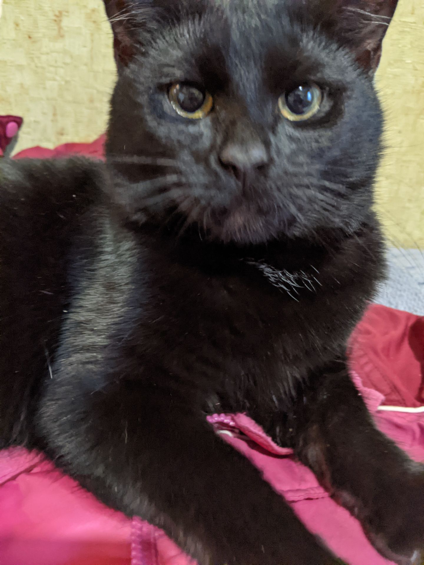 Ищу дом для Шеви 5 месяцев очень срочно