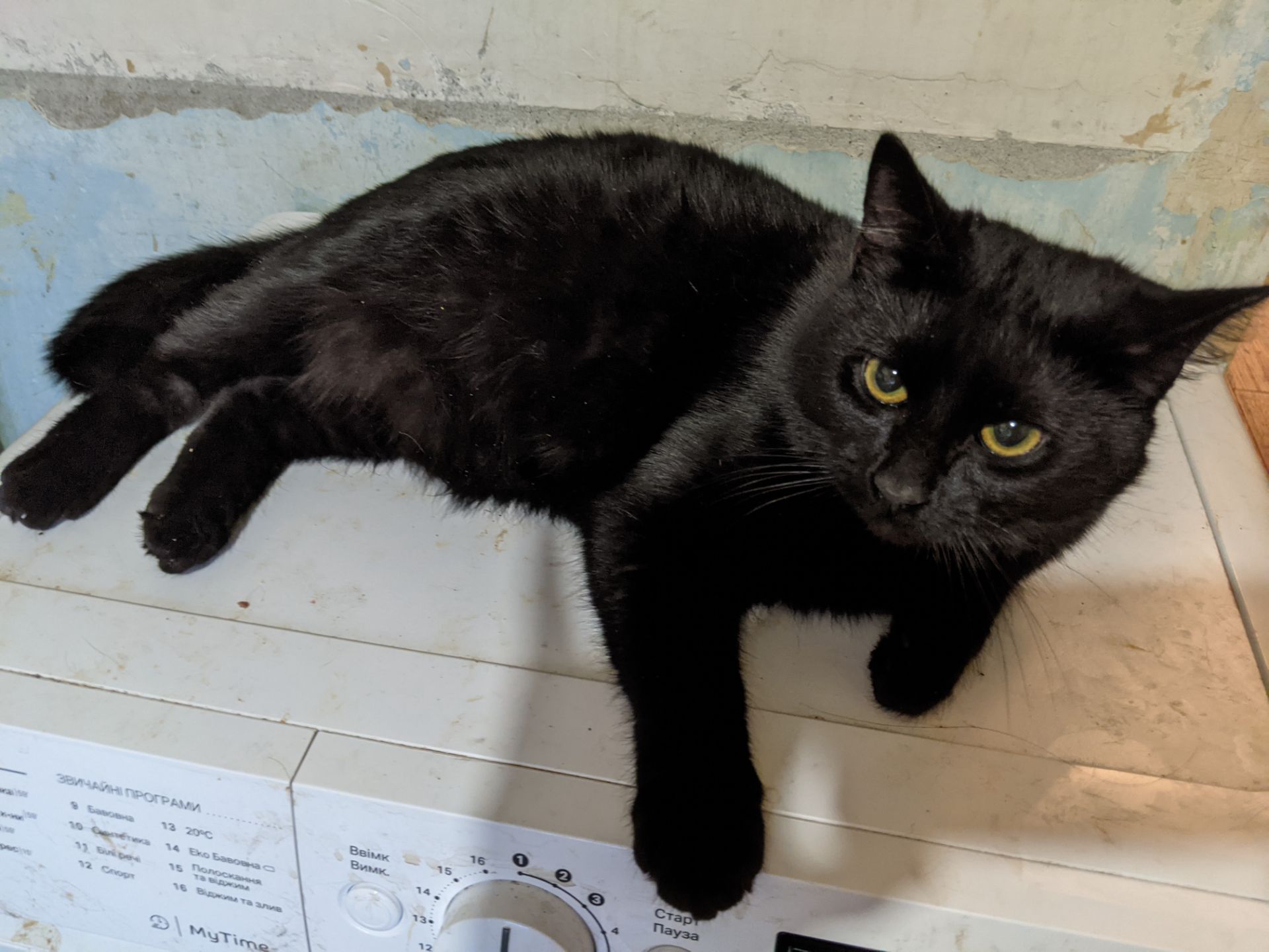 Ищу дом для Шеви 5 месяцев очень срочно