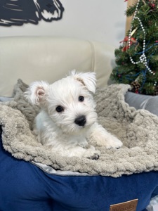 West highland white terrier цуценята