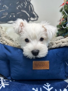 West highland white terrier цуценята