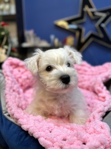 West highland white terrier цуценята