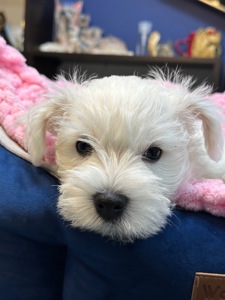 West highland white terrier цуценята