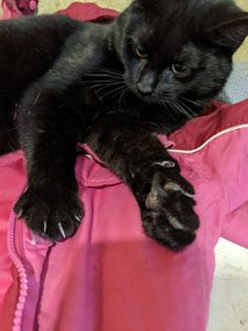 Ищу дом для Шеви 5 месяцев очень срочно