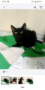 Ищу дом для Шеви 5 месяцев очень срочно