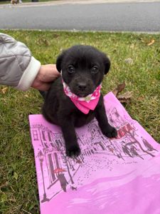 Щенки в хорошие руки