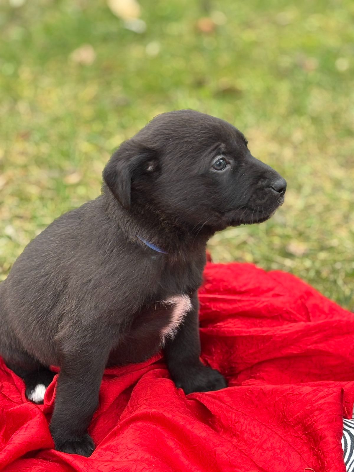 Щенки в хорошие руки