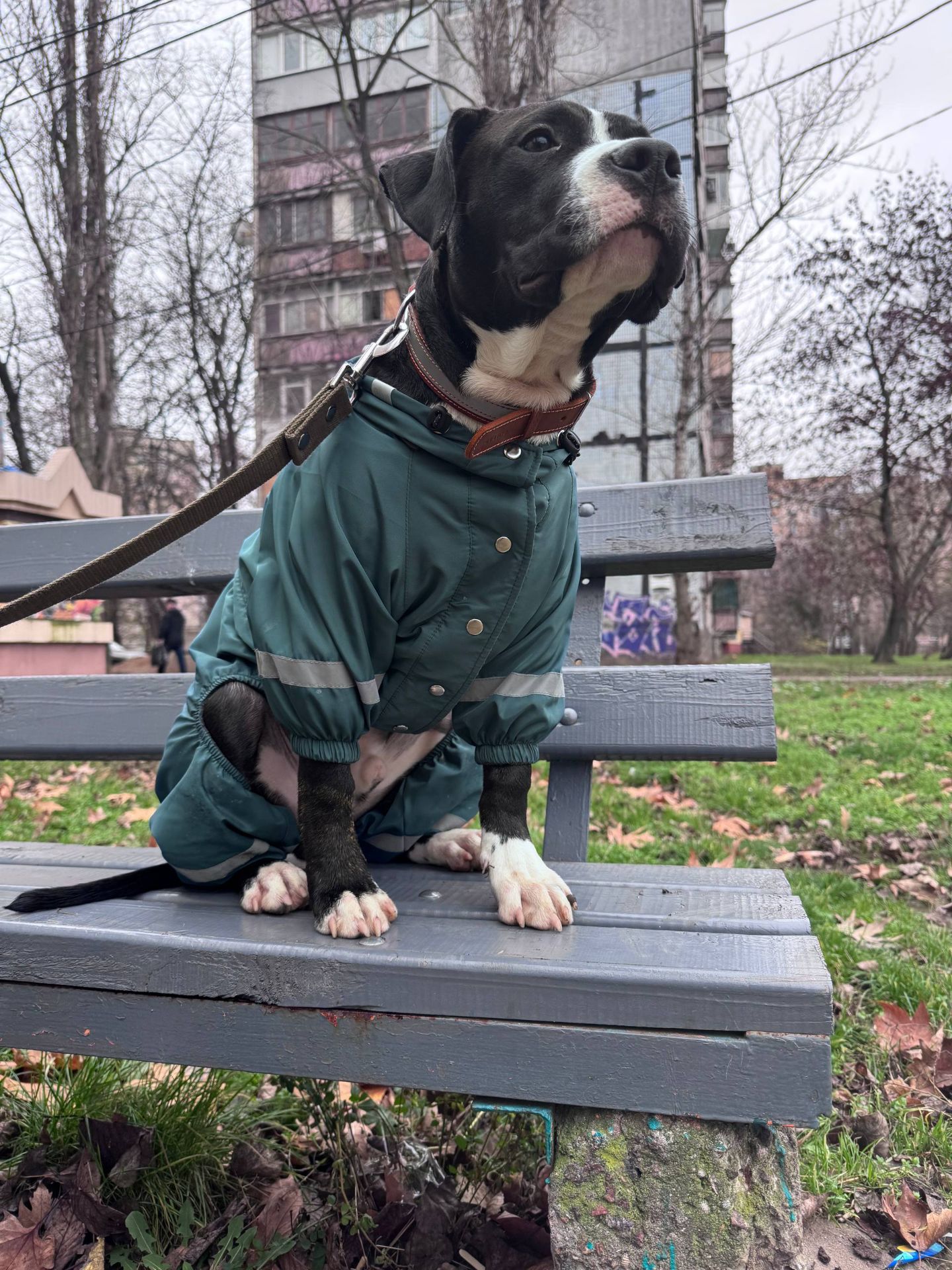 Стаффордширский