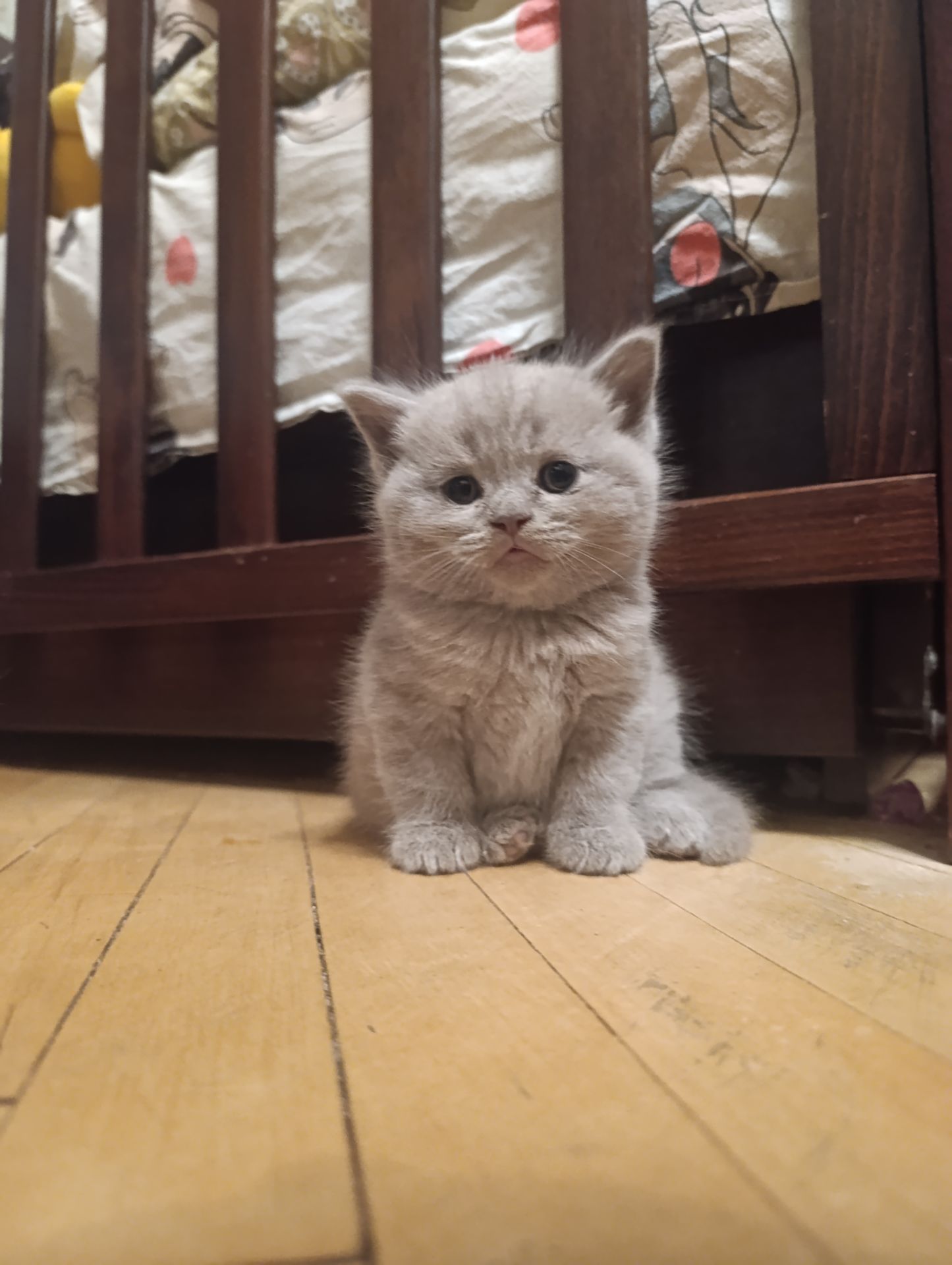 Шотландське кошеня