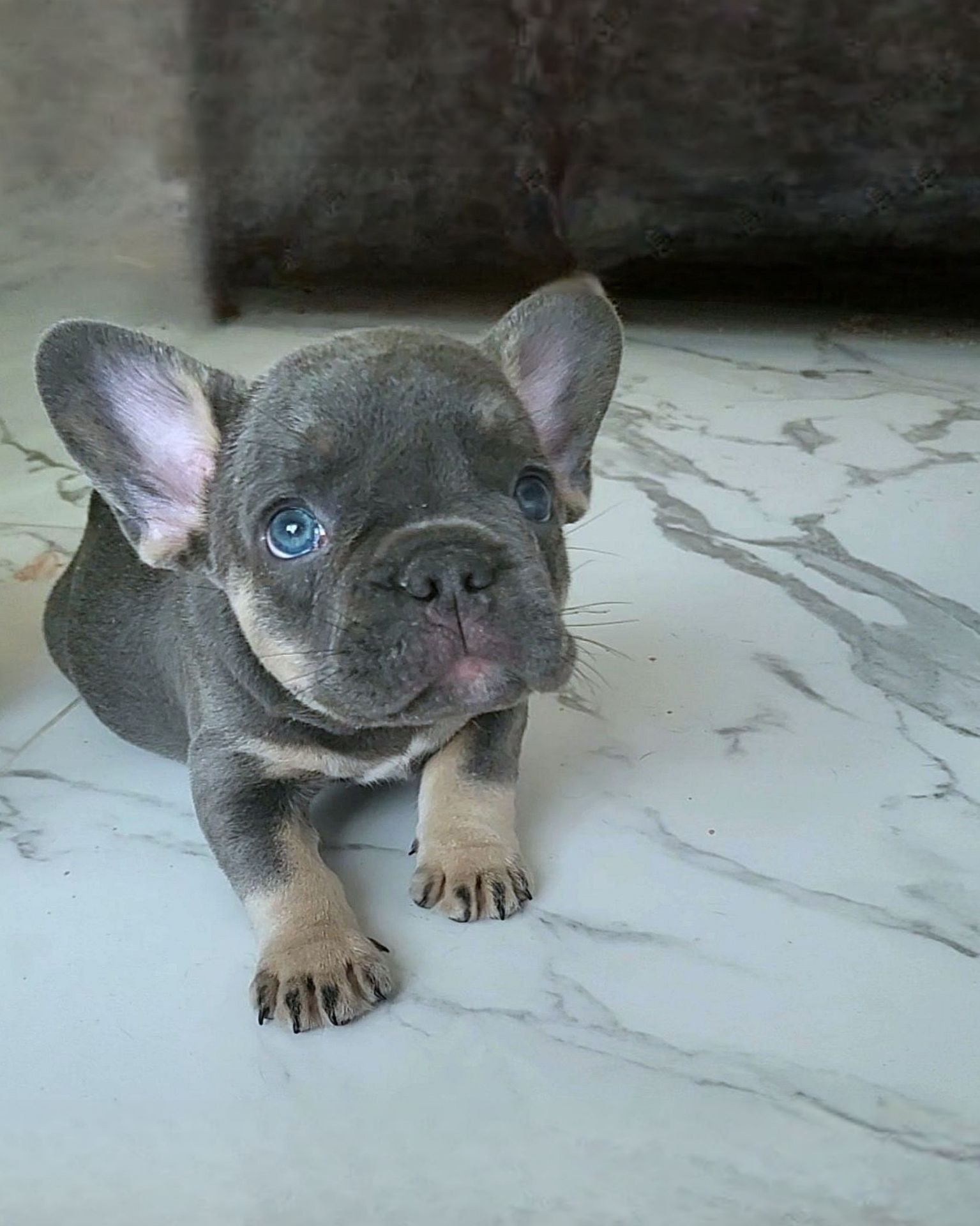 Щенок француз Голубые глазки
