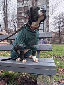 Стаффордширский