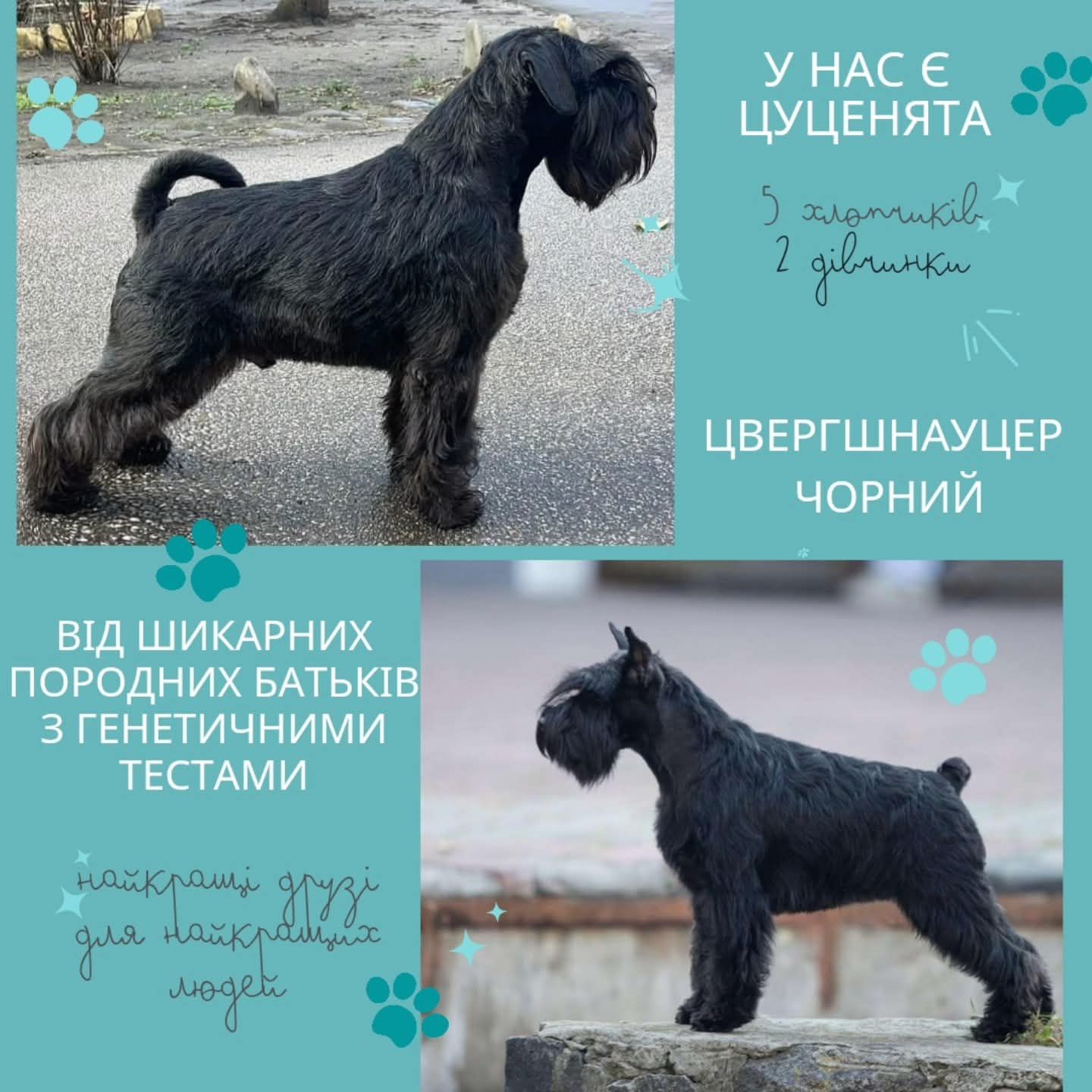 Цвергшнауцер чорний