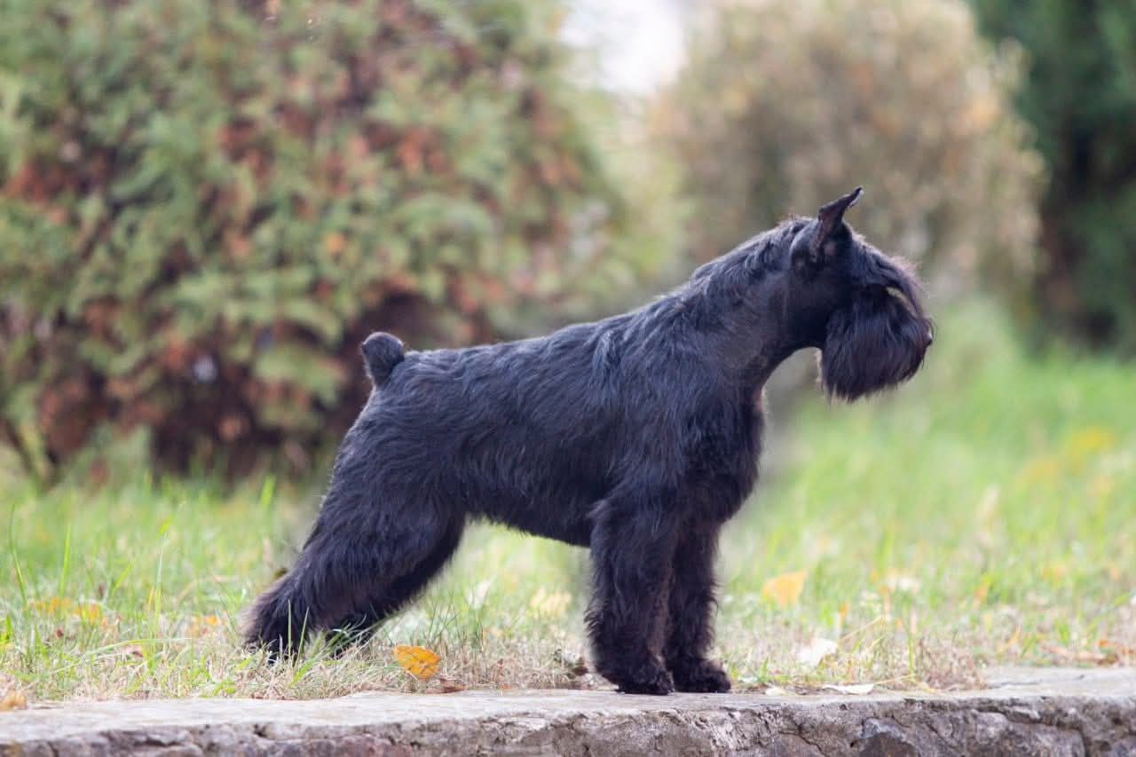 Цвергшнауцер чорний