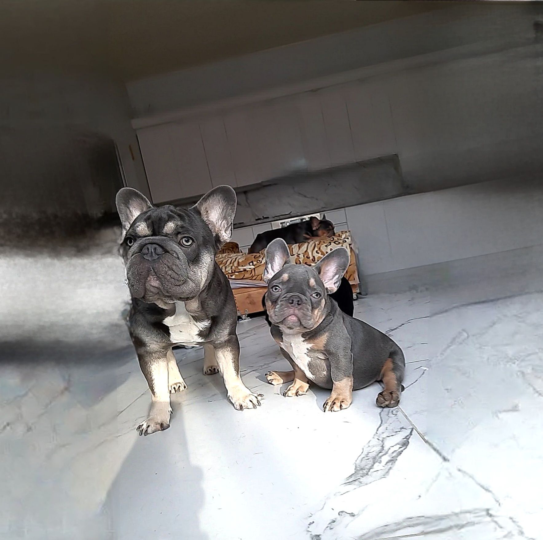 Голубоглазый француз щенок Лиловый