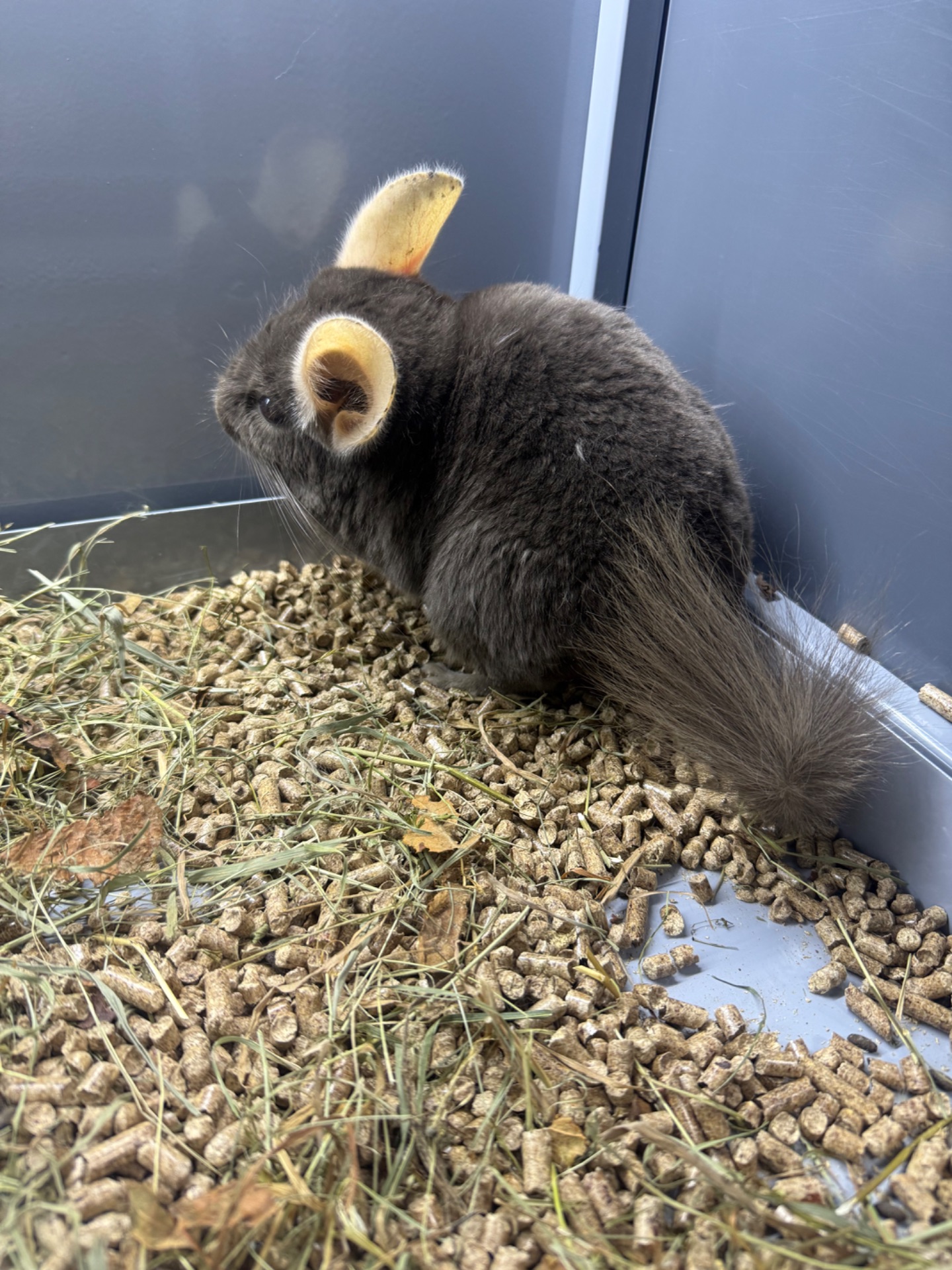 Шиншила хлопчики сірі, бежеві, шоколадні