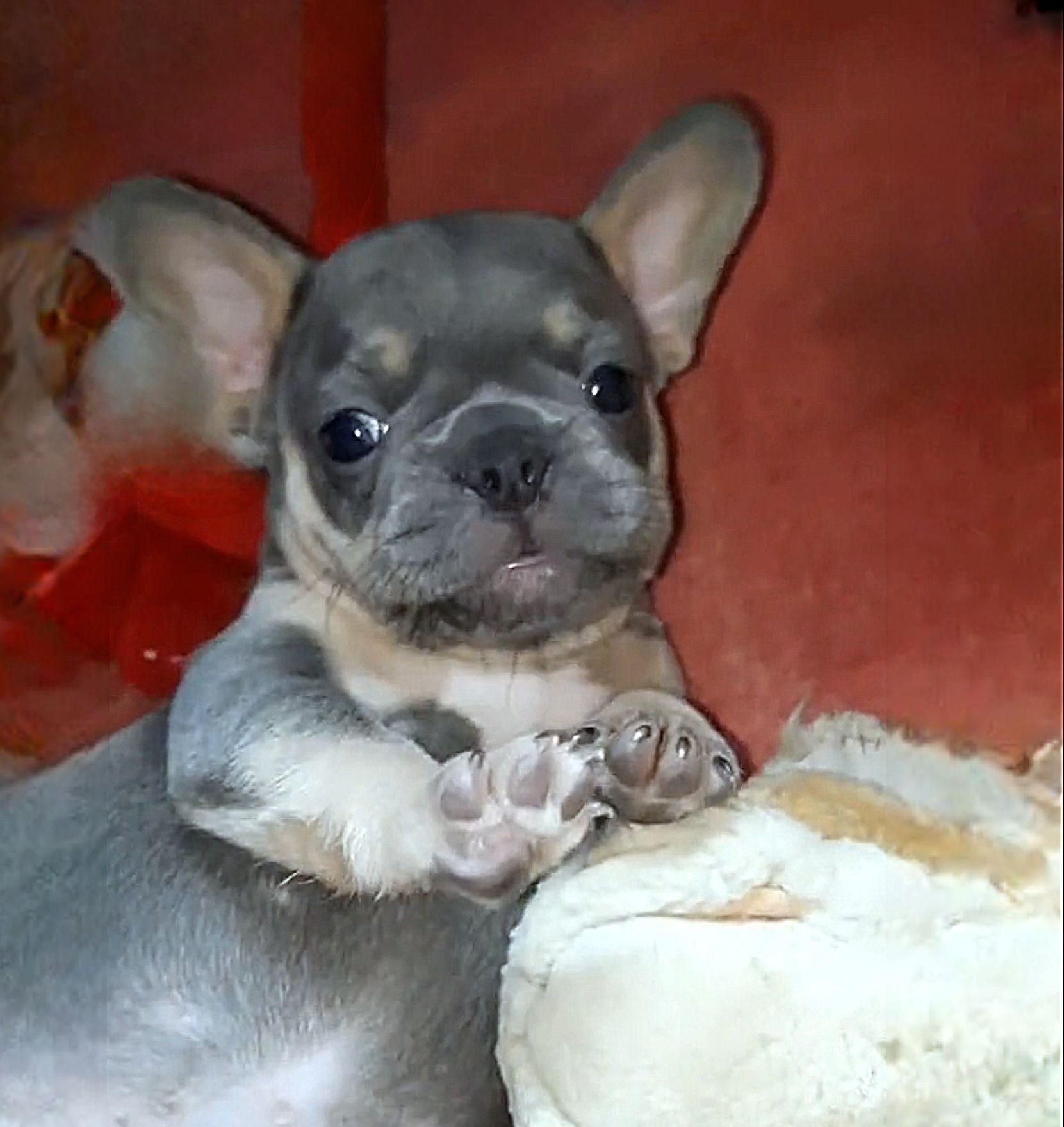 щенок лучший французский Бульдог