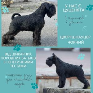 Цвергшнауцер чорний