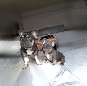 Голубоглазый француз щенок Лиловый