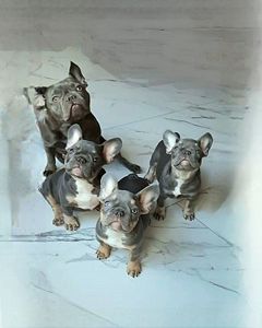 Голубые французики красивые!