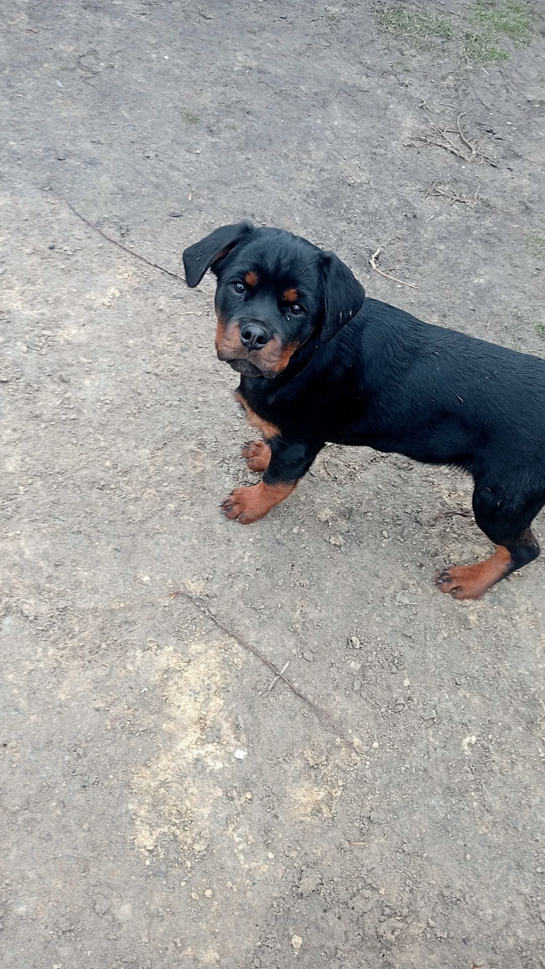 Щенки РОТВЕЙЛЕРА