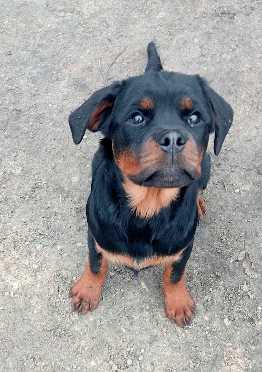 Щенки РОТВЕЙЛЕРА