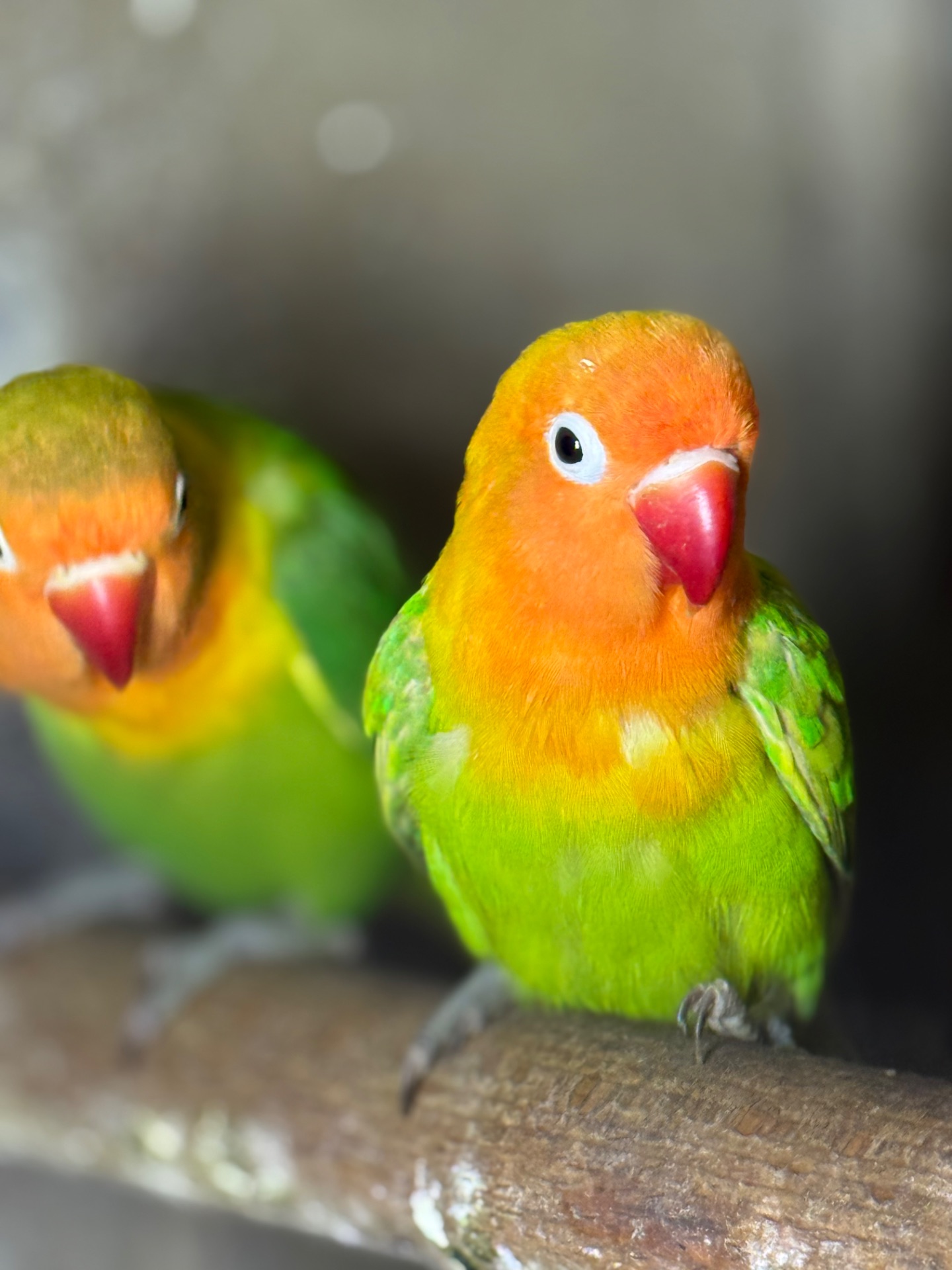 Лучшие попугайчики для дома неразлучник.