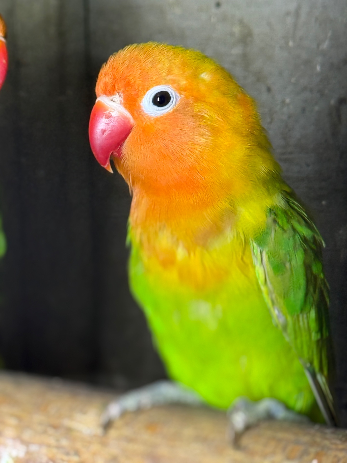 Лучшие попугайчики для дома неразлучник.