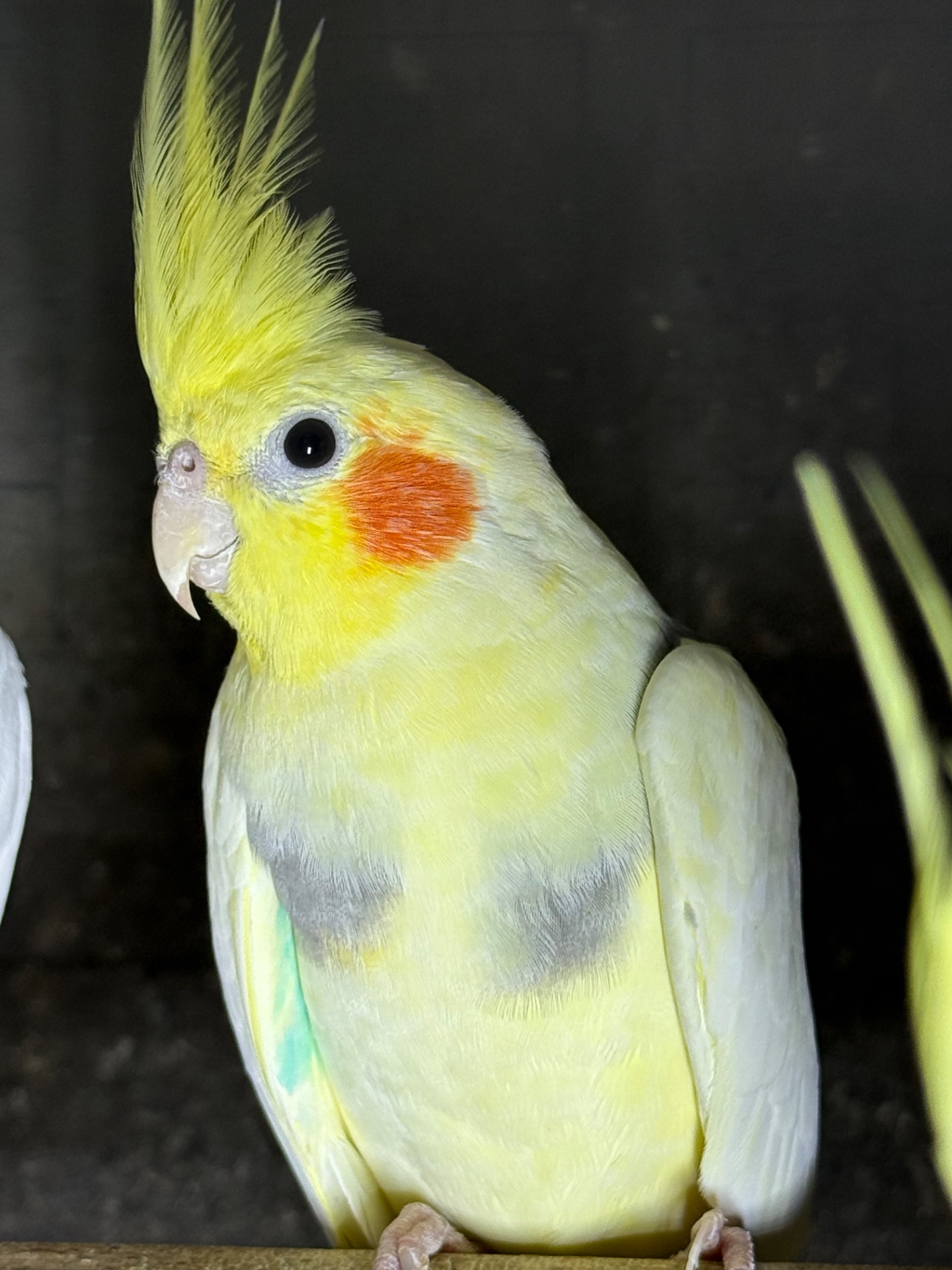 Корелла молоденькие попугайчики для дома