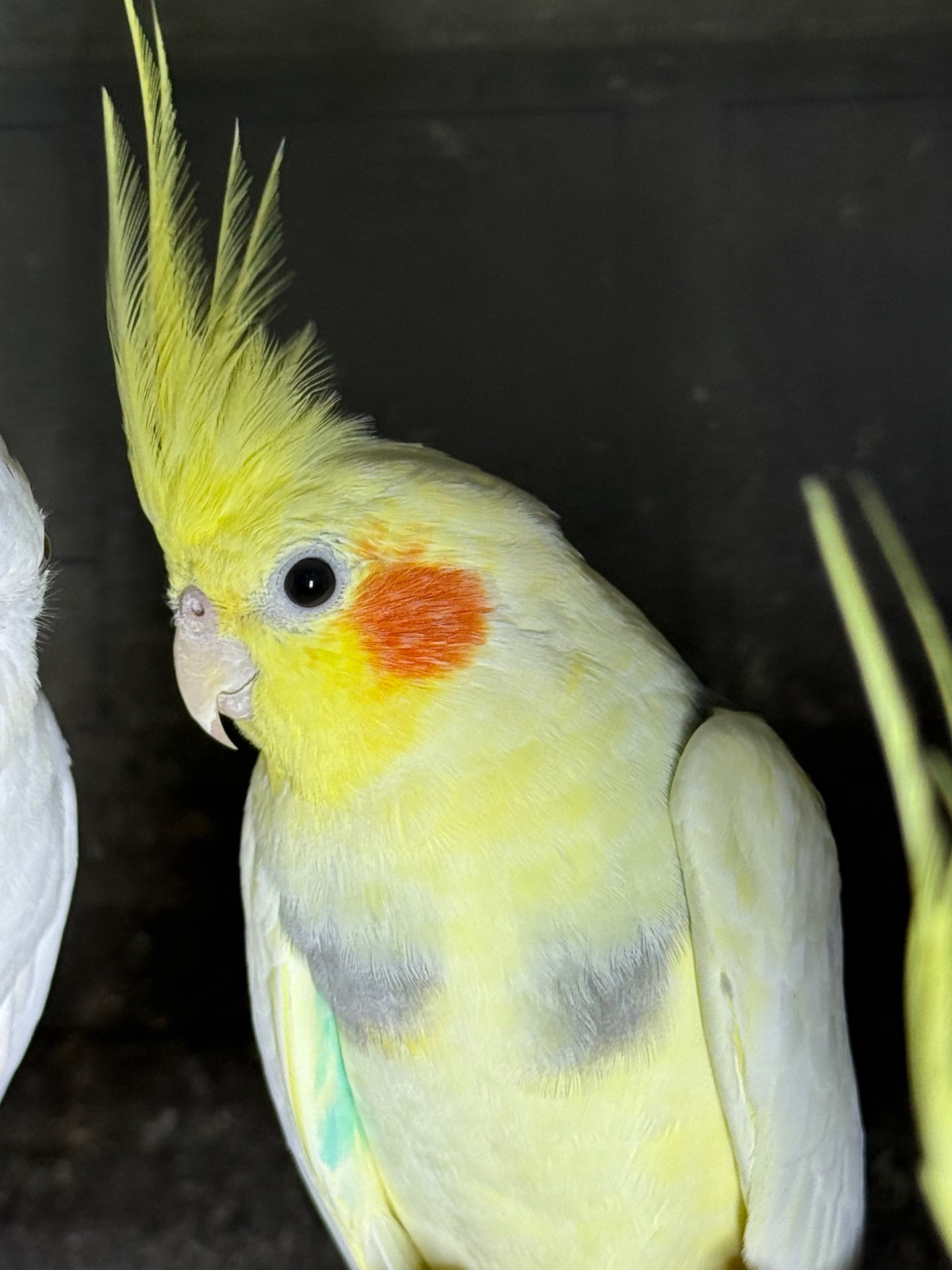 Корелла молоденькие попугайчики для дома