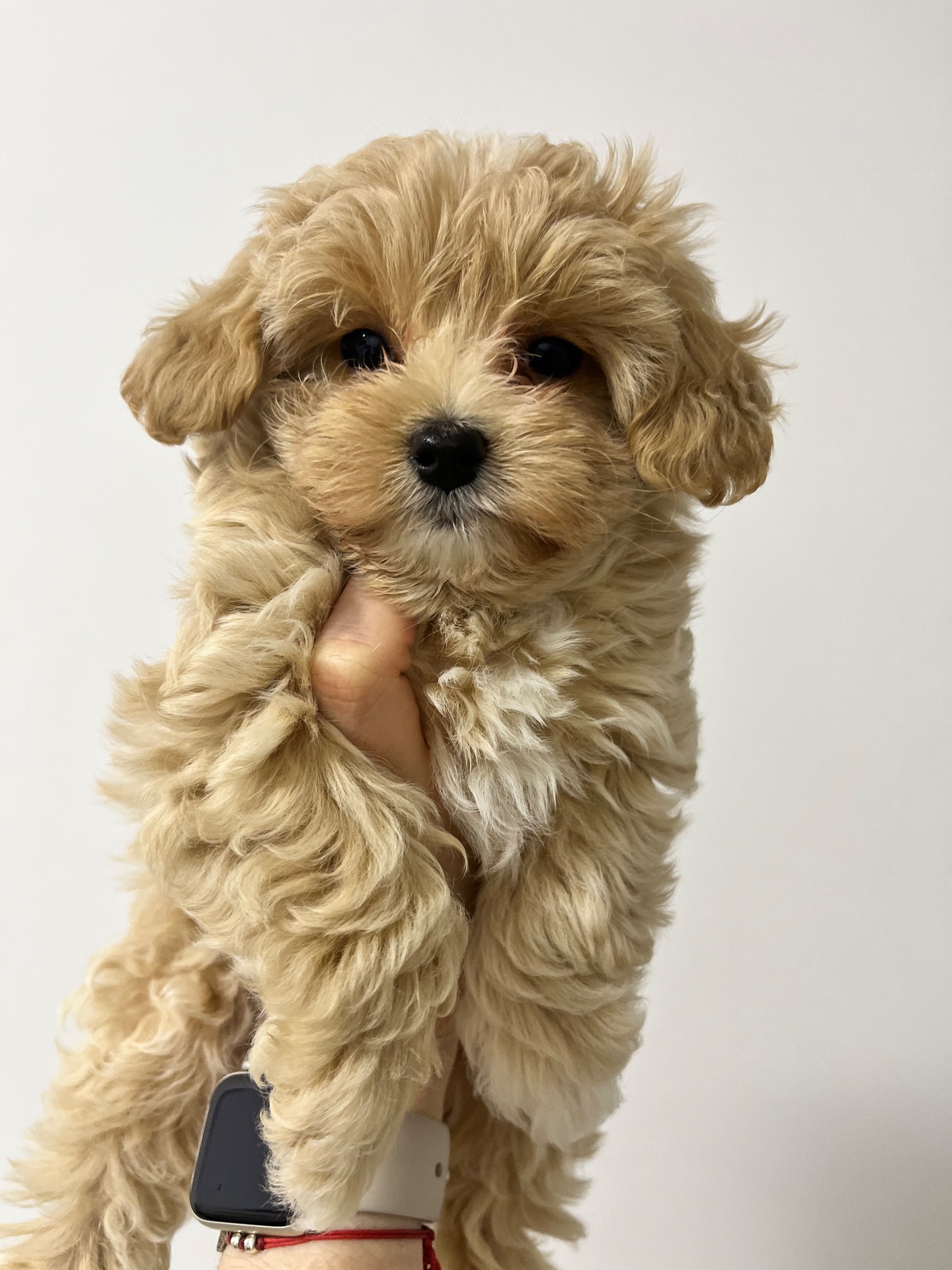 Мальтіпу F1 дівчинка і хлопчик