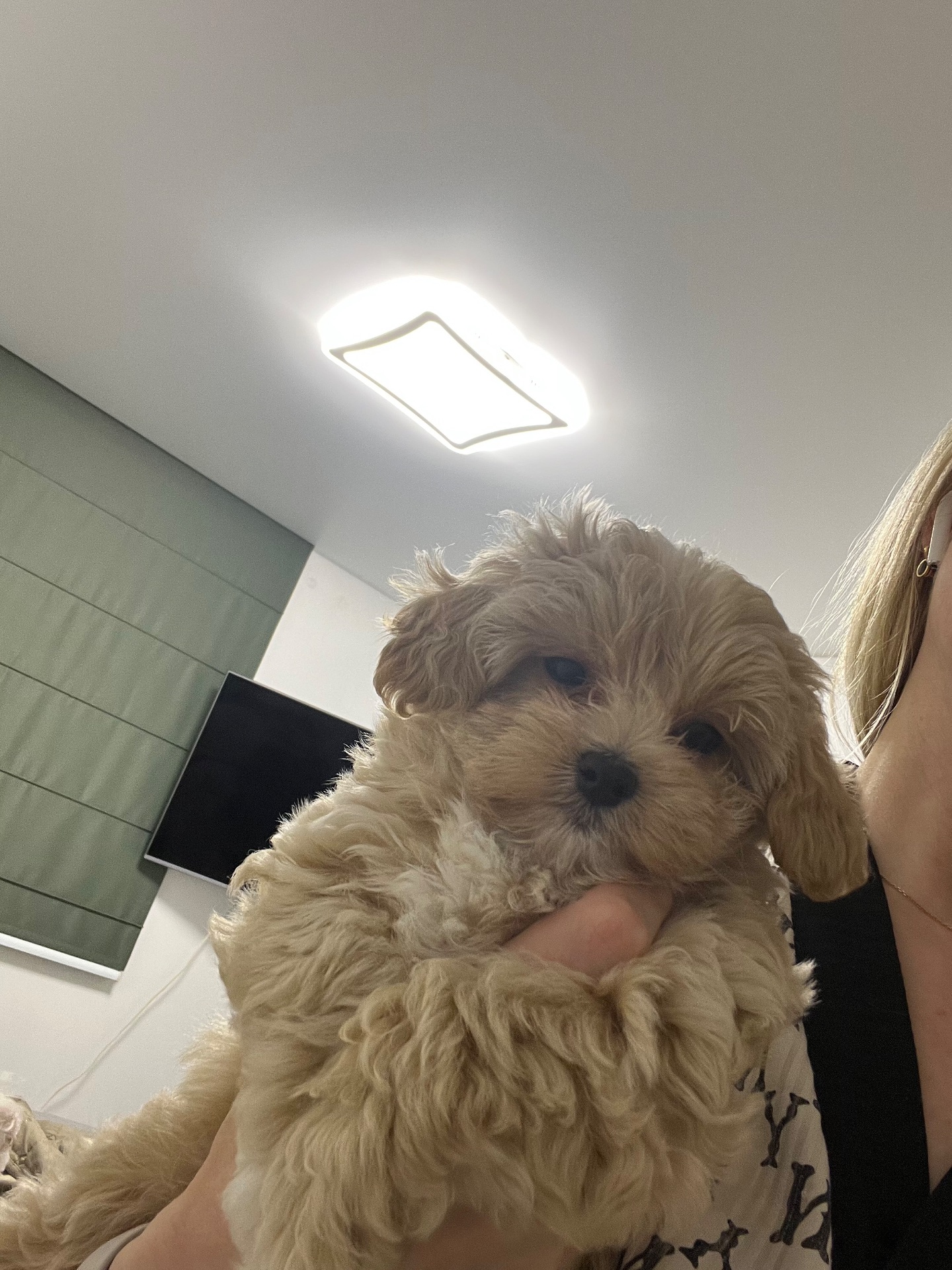 Мальтіпу F1 дівчинка і хлопчик