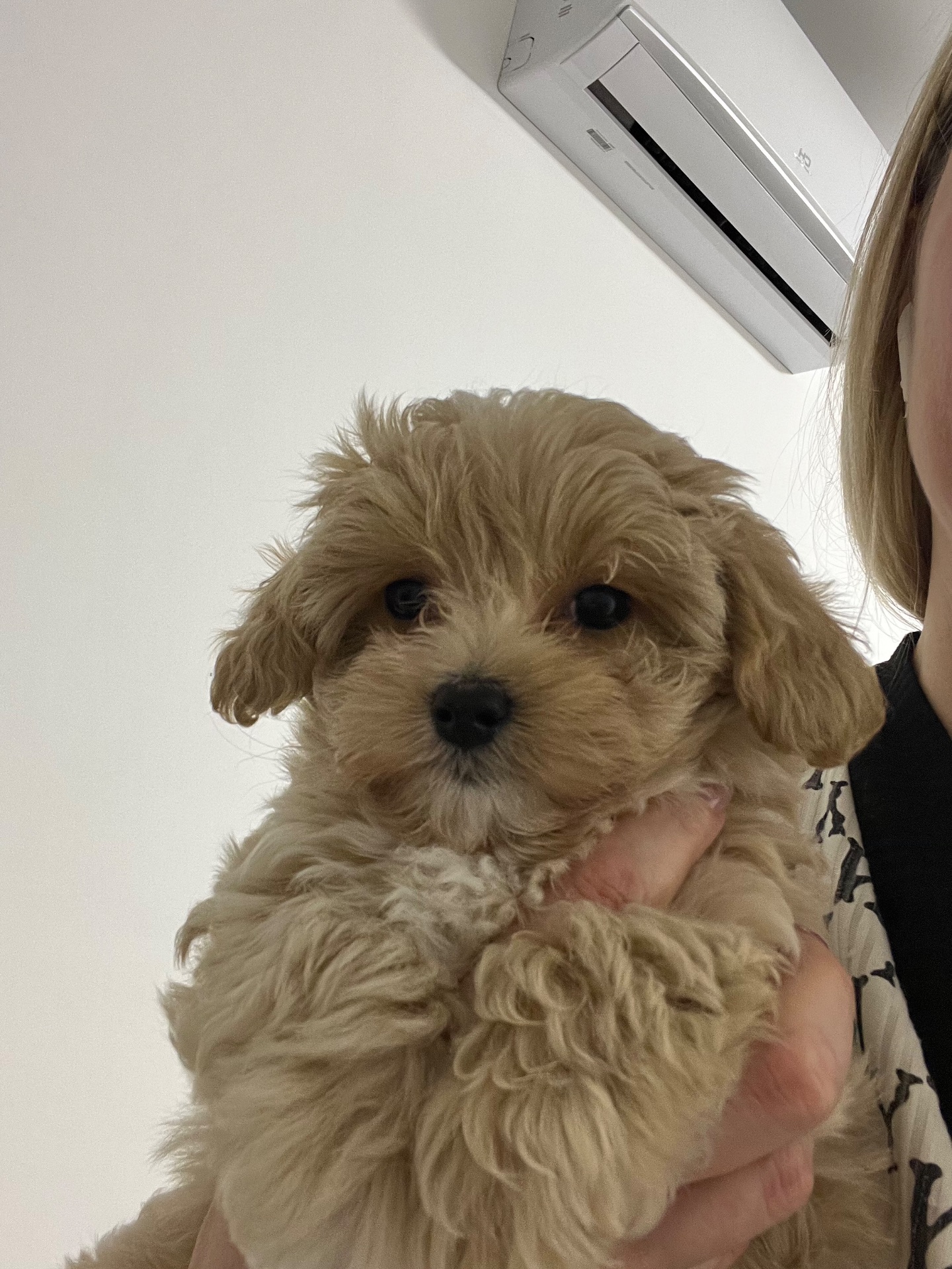 Мальтіпу F1 дівчинка і хлопчик